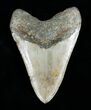 Huge Inch Megalodon Tooth #4061-2